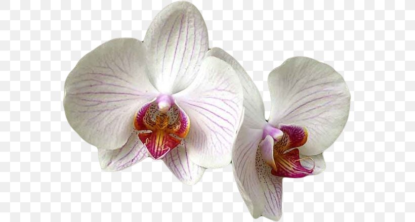 Moth Orchids Aphid Plant Lucky Bamboo, PNG, 571x439px, Moth Orchids, Aphid, Aretus, Cattleya, Cultivar Download Free