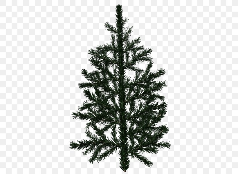 Pine Tree Branch White Spruce Fir, PNG, 564x600px, Pine, Branch, Christmas Decoration, Christmas Ornament, Christmas Tree Download Free