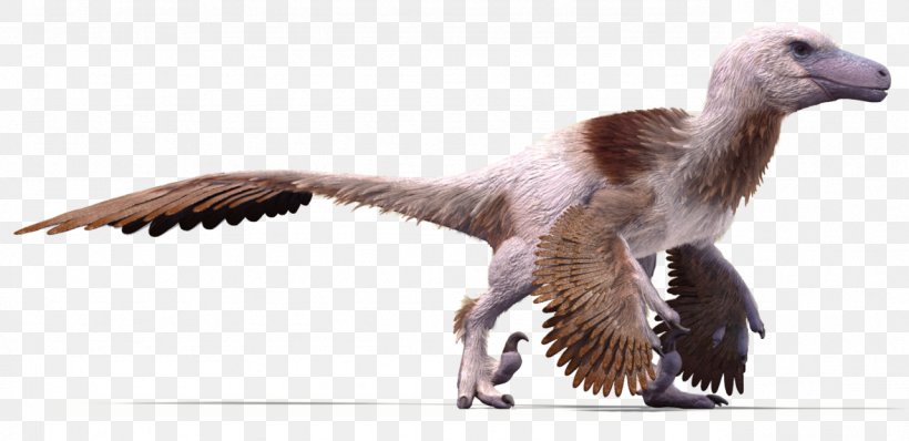 Velociraptor Dakotaraptor Bird Feather Utahraptor, PNG, 1282x623px, Velociraptor, Beak, Bird, Dakotaraptor, Deinonychus Download Free