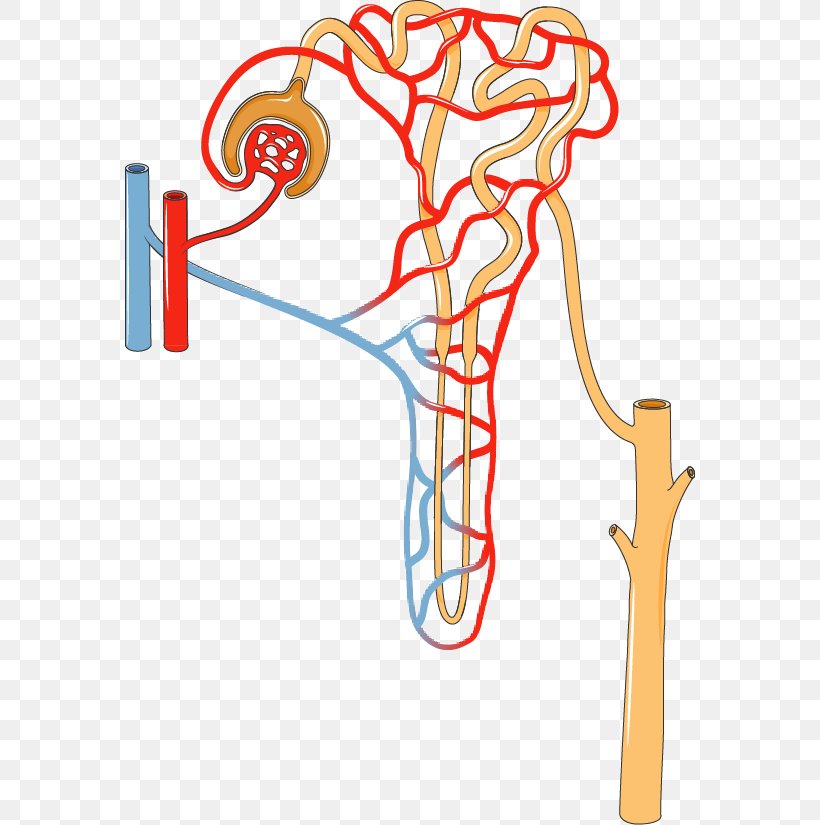 Nephron Kidney Excretory System Proximal Tubule Urine, PNG, 570x825px, Watercolor, Cartoon, Flower, Frame, Heart Download Free