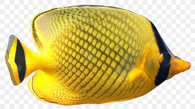 Angelfish Tropical Fish Goldfish Clip Art, PNG, 1171x659px, Angelfish, Butterflyfish, Chaetodon, Fish, Goldfish Download Free