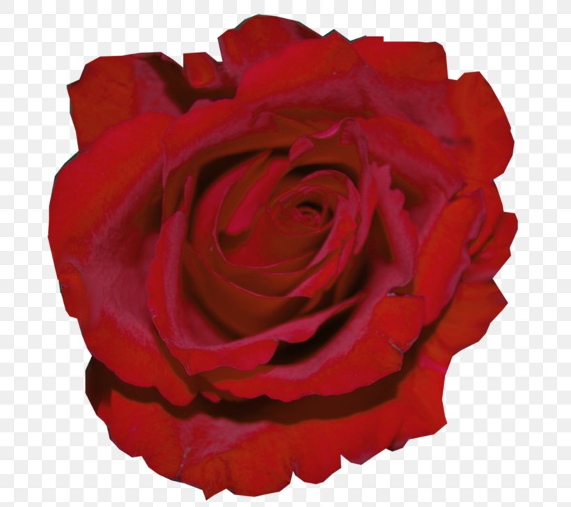 Garden Roses Stock Photography Royalty-free Image, PNG, 743x727px, Garden Roses, Cabbage Rose, China Rose, Cut Flowers, Floribunda Download Free