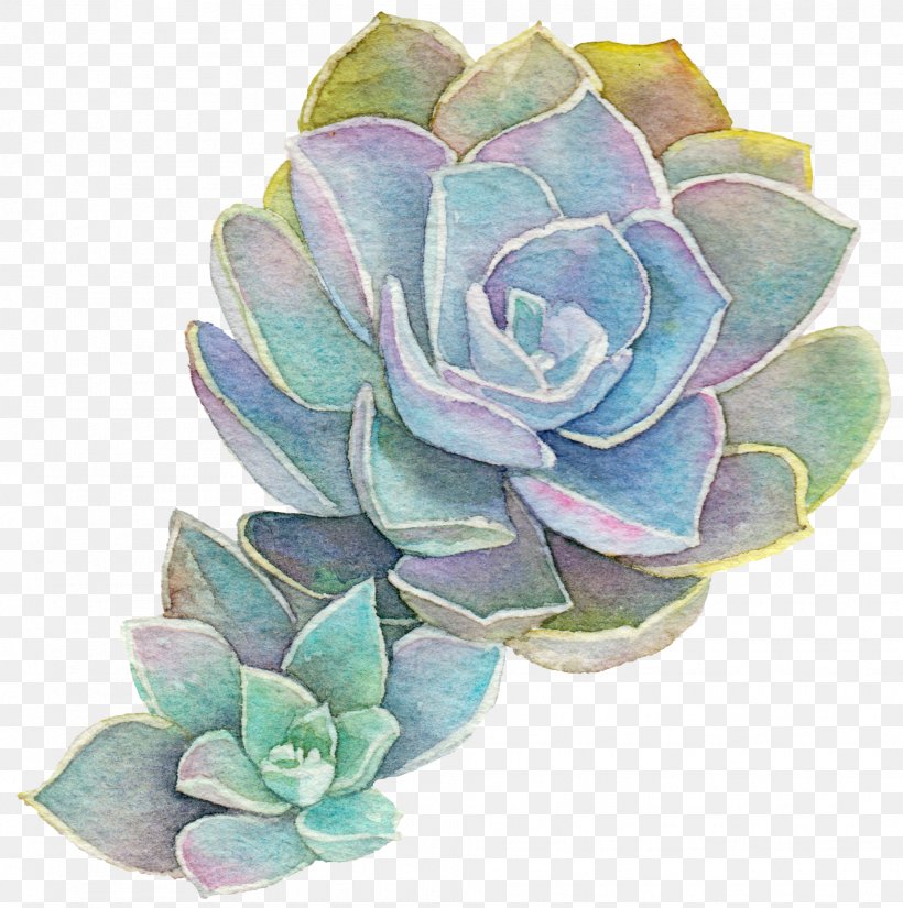 Garden Roses Succulent Plant Acupuncture Cabbage Rose Watercolor Painting, PNG, 1969x1982px, Garden Roses, Acupuncture, Bodywork, Cabbage Rose, Cut Flowers Download Free