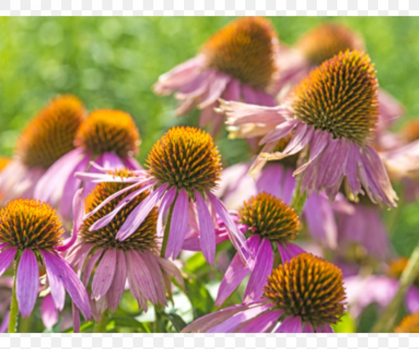 Purple Coneflower Echinacea Angustifolia Daisy Family Food Plant, PNG, 1200x1000px, Purple Coneflower, Blood, Cancer, Common Daisy, Coneflower Download Free
