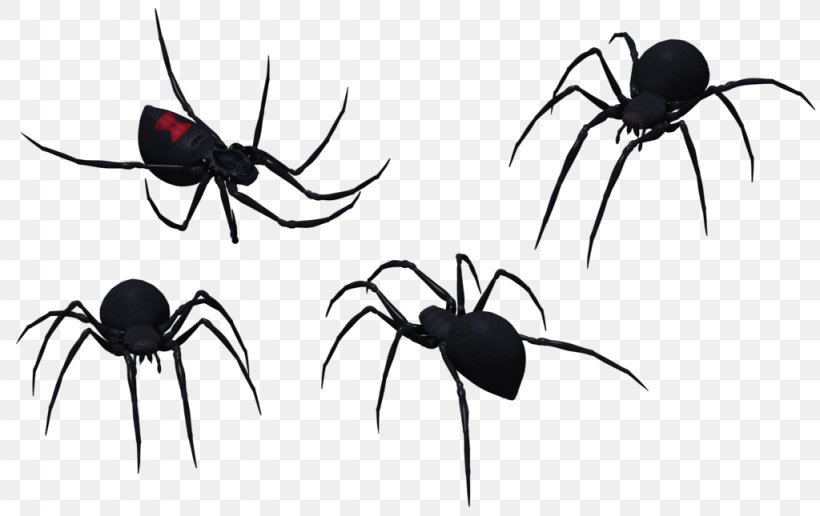 Spider Southern Black Widow Clip Art, PNG, 1024x645px, Spider, Arachnid, Art, Arthropod, Black And White Download Free