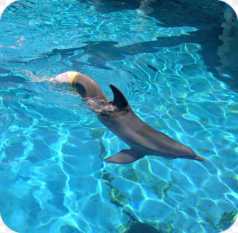 Common Bottlenose Dolphin Winter Clearwater Marine Aquarium Wholphin, PNG, 1352x1324px, Common Bottlenose Dolphin, Aqua, Bottlenose Dolphin, Cetacea, Clearwater Download Free