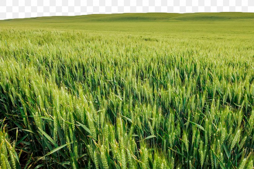 Wheatfield With Crows The Wheat Field Green Wheat Field With Cypress Wheat Fields, PNG, 1024x683px, Wheatfield With Crows, Agriculture, Barley, Cereal, Commodity Download Free
