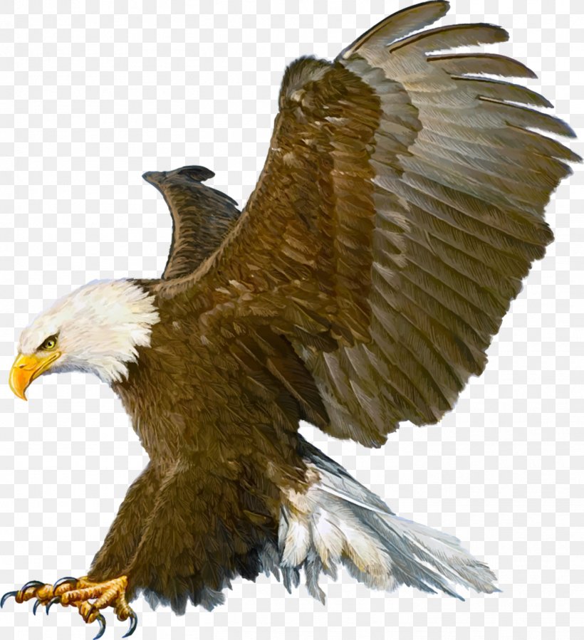 Bald Eagle Drawing, PNG, 1459x1600px, Bald Eagle, Accipitriformes, Beak, Bird, Bird Of Prey Download Free