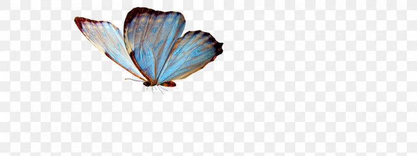 Butterfly Greta Oto Clip Art, PNG, 960x360px, Butterfly, Arthropod, Butterflies And Moths, Greta Oto, Information Download Free