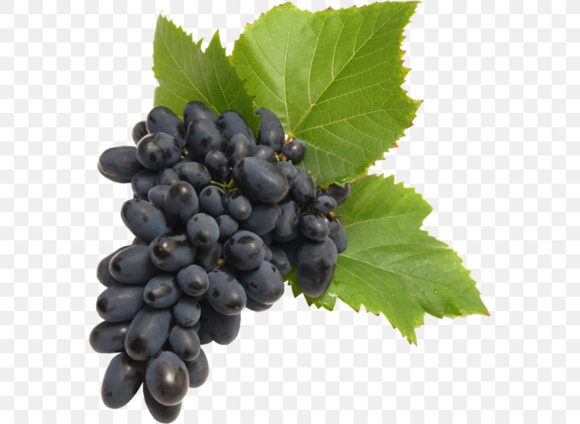 Common Grape Vine Wine Seedless Fruit Food, PNG, 569x600px, Common Grape Vine, Amazon Grape, Berry, Bilberry, Blackberry Download Free