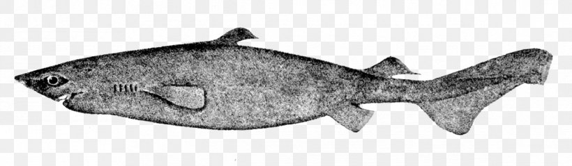 Squaliform Sharks Portuguese Dogfish Dusky Smooth-hound Black Dogfish Spiny Dogfish, PNG, 1191x348px, Squaliform Sharks, Animal Figure, Artwork, Black And White, Drawing Download Free