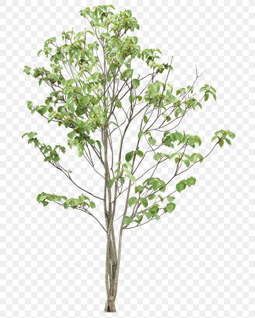 Twig Tree Leaf Clip Art, PNG, 712x1024px, Twig, Branch, Cottonwood, Flowering Plant, Fruit Tree Download Free