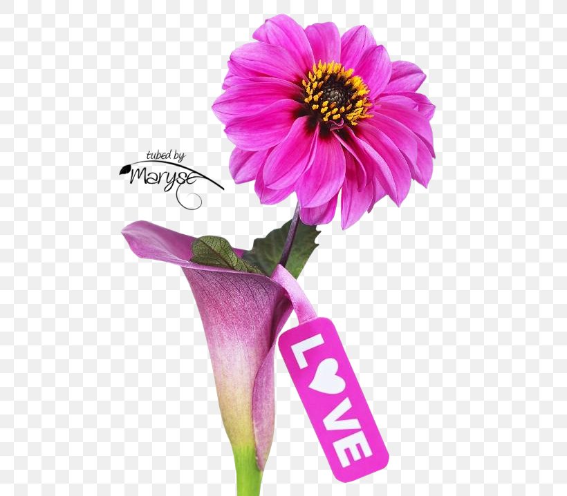 Cut Flowers Petal Oyster Valentine's Day, PNG, 497x718px, Flower, Annual Plant, Aster, Author, Character Download Free