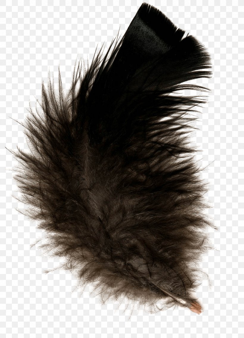 Feather Clip Art, PNG, 828x1147px, Feather, Black, Digital Image, Fur, Image File Formats Download Free