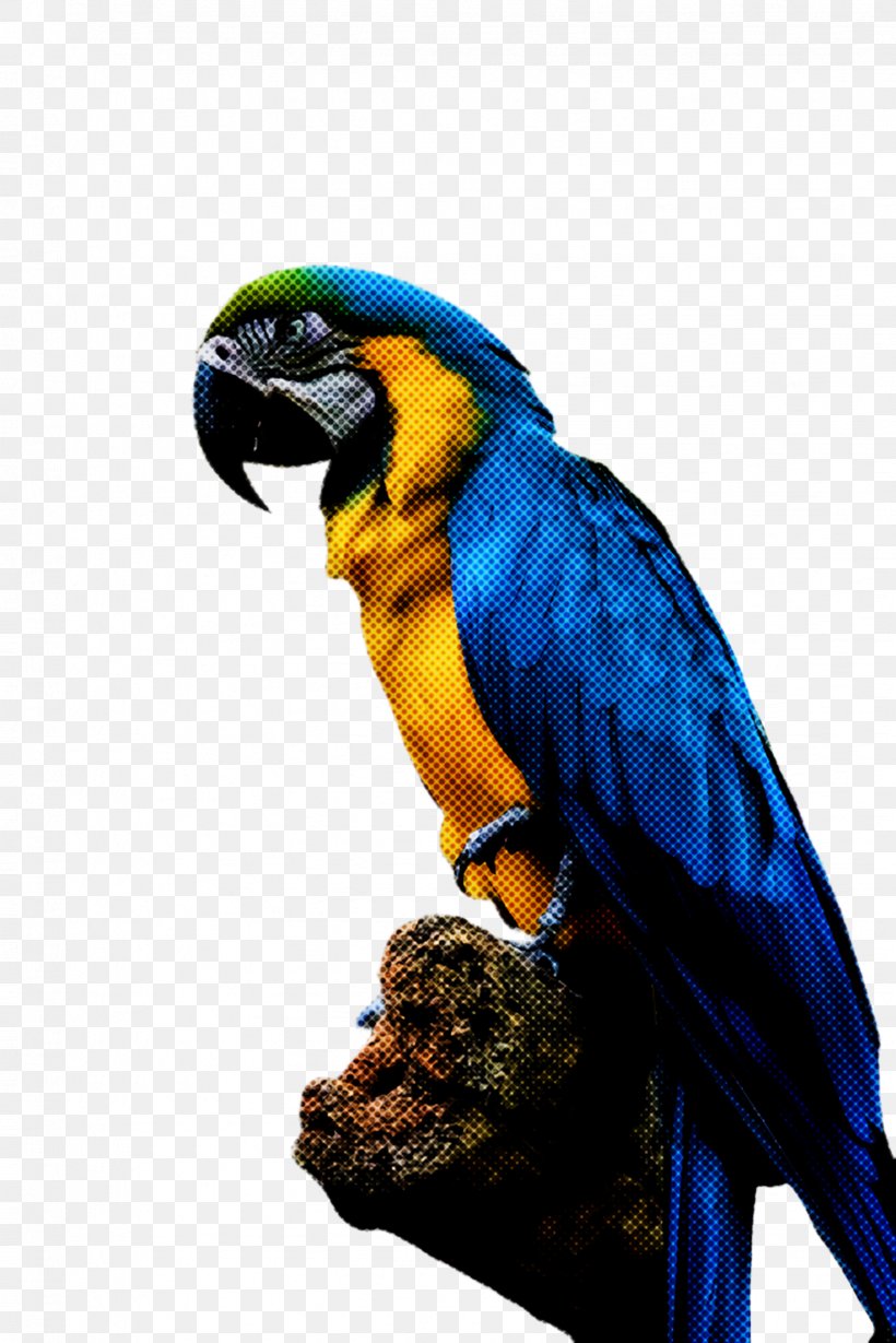 Feather, PNG, 1632x2447px, Budgerigar, Animal, Beak, Bird, Blueandyellow Macaw Download Free