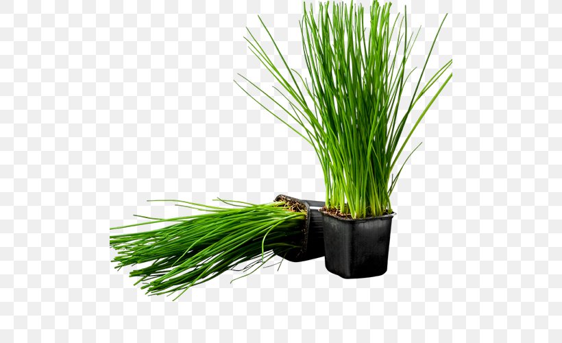Sweet Grass Chives Herb Flowerpot Jar, PNG, 500x500px, Sweet Grass, Chives, Chrysopogon, Chrysopogon Zizanioides, Color Download Free