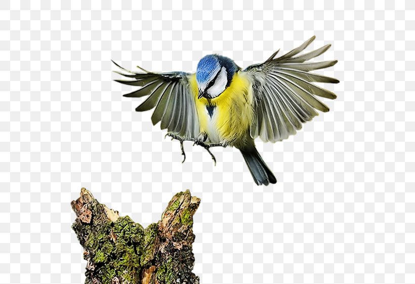 Bird Computer Software Clip Art, PNG, 600x561px, Bird, Animation, Beak, Chickadee, Computer Software Download Free