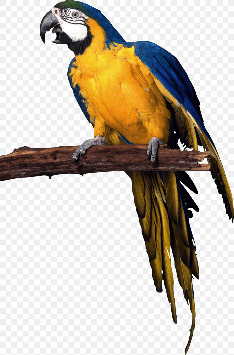 Desktop Wallpaper Clip Art, PNG, 1405x2134px, Image Resolution, Beak, Bird, Common Pet Parakeet, Display Resolution Download Free