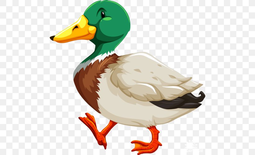 Duck Mallard Royalty-free, PNG, 500x500px, Duck, Beak, Bird, Depositphotos, Ducks Geese And Swans Download Free