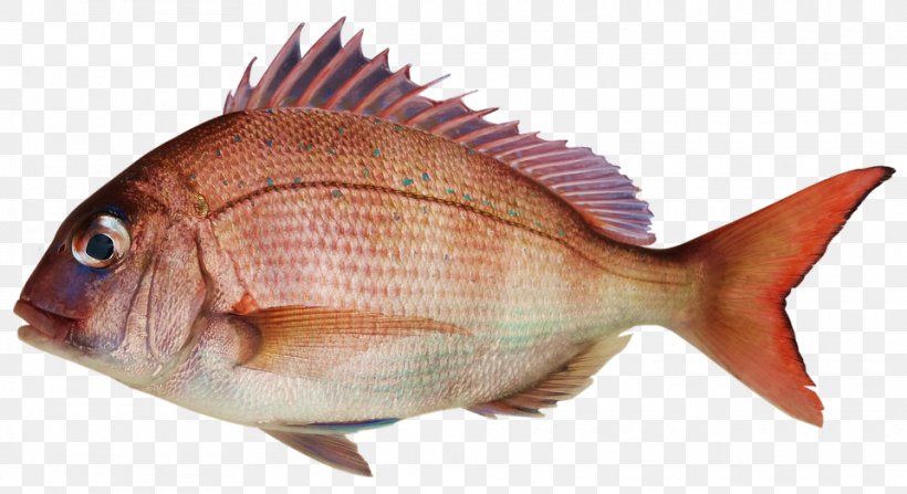 Fish Pond Seafood Pagrus Major, PNG, 960x524px, Fish, Angling, Animal Source Foods, Bream, Fauna Download Free
