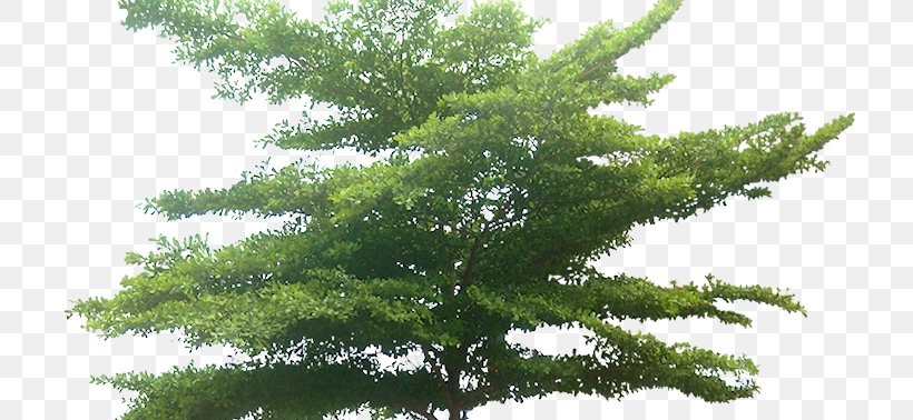 Tree Information Bucida, PNG, 719x378px, Tree, Biome, Branch, Bucida, Conifer Download Free