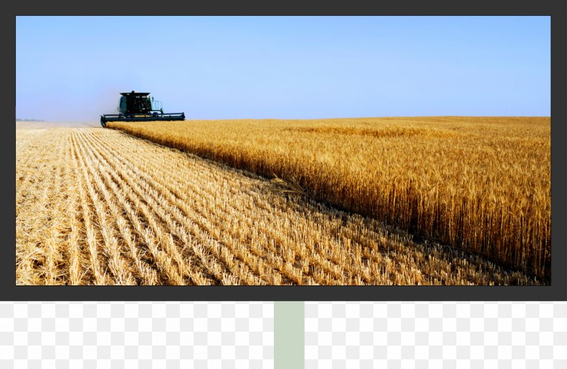 Agriculture Farm Agricultural Land Land Use Field, PNG, 1294x843px, Agriculture, Agricultural Land, Agricultural Machinery, Barley, Cereal Download Free