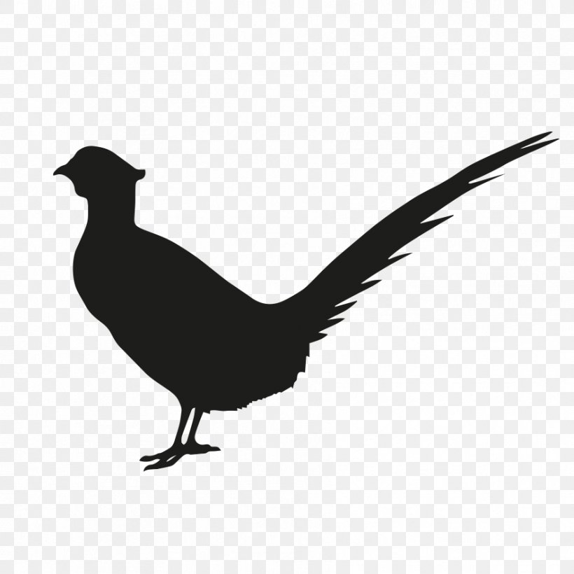 Bird Silhouette, PNG, 886x886px, Pheasant, Beak, Bird, Black Grouse, Feather Download Free