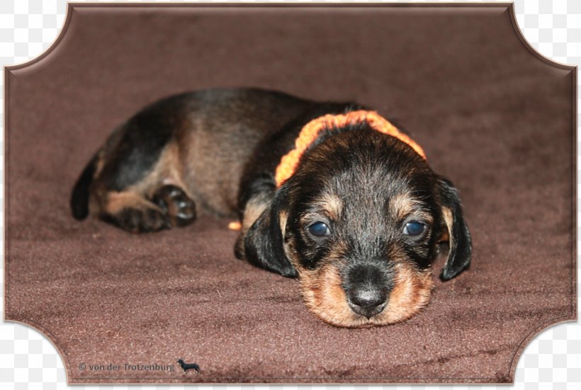 Dog Breed Dachshund Puppy Aretus Breeder, PNG, 1674x1125px, Dog Breed, Aretus, Breed, Breeder, Carnivoran Download Free