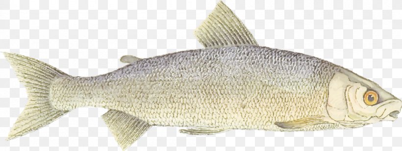 Fish Fish Fish Products Oily Fish Cod, PNG, 1000x378px, Fish, Bonyfish, Carp, Cod, Common Rudd Download Free