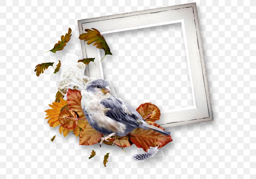 Image Picture Frames Clip Art Birthday, PNG, 600x575px, 2018, Picture Frames, Beak, Bird, Birthday Download Free
