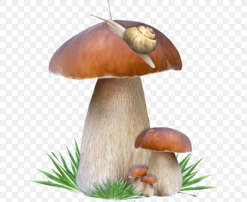 Penny Bun Mushroom, PNG, 645x673px, Penny Bun, Computer Graphics, Edible Mushroom, Email, Ingredient Download Free