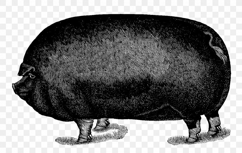 Pig Royalty-free Clip Art, PNG, 1290x815px, Pig, Animal, Black And White, Fauna, Mammal Download Free
