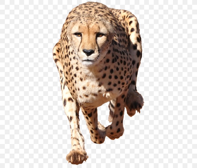 Cheetah Stock Photography Illustration Leopard Cat, PNG, 398x700px, Cheetah, Big Cat, Big Cats, Carnivoran, Cat Download Free