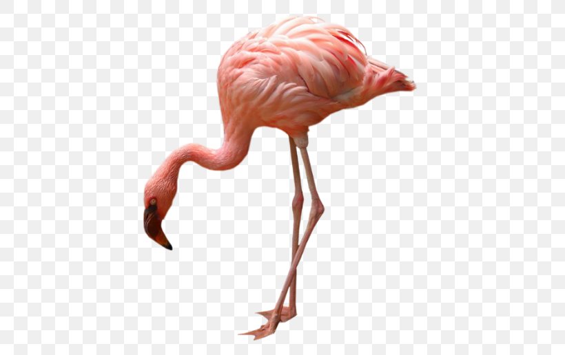Greater Flamingo Bird Flamingos, PNG, 489x516px, Greater Flamingo, Animaatio, Animal, Beak, Bird Download Free