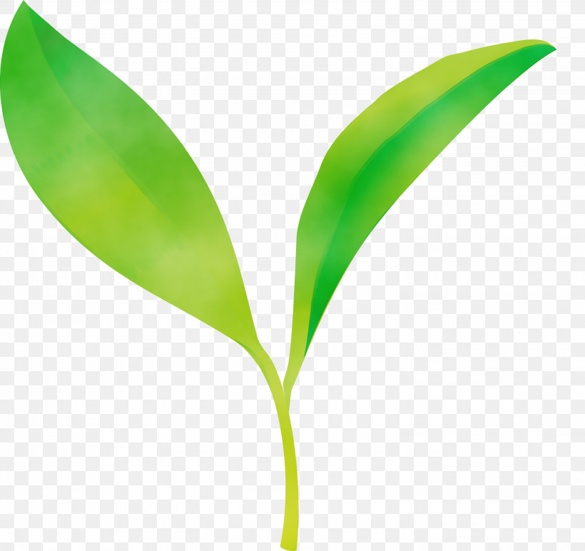 Leaf Flower Green Plant Lily Of The Valley, PNG, 3000x2825px, Tea Leaves, Flower, Green, Leaf, Lily Of The Valley Download Free