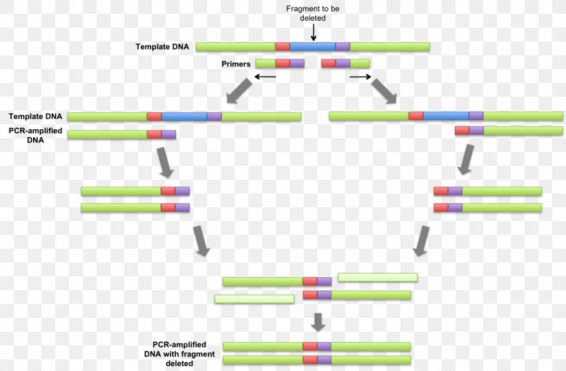 Overlap Extension Polymerase Chain Reaction Primer DNA Polymerase, PNG, 1502x985px, Polymerase Chain Reaction, Amplifikacija, Area, Diagram, Dna Download Free
