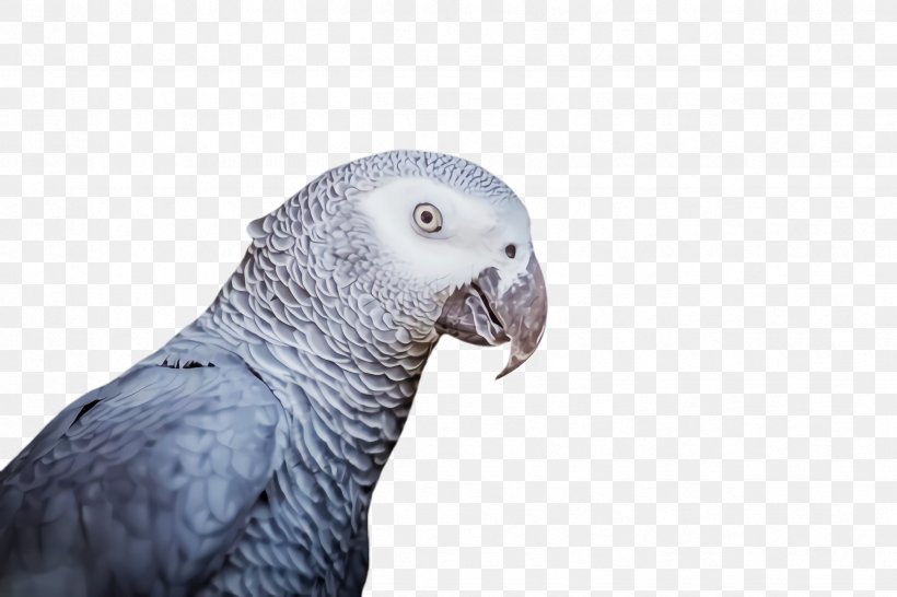 Bird Cage, PNG, 2448x1632px, Budgerigar, African Grey, Animal, Beak, Bird Download Free