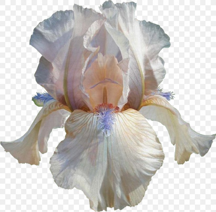 Cut Flowers Petal, PNG, 847x835px, Cut Flowers, Flower, Flowering Plant, Iris, Iris Family Download Free