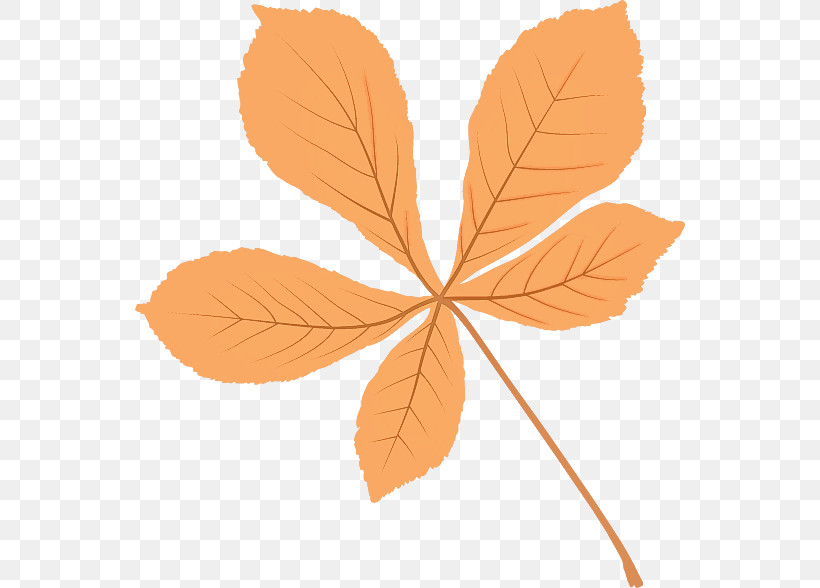 Leaf Maple Leaf / M Petal Tree Branching, PNG, 550x588px, Leaf, Biology, Branching, Maple Leaf M, Petal Download Free