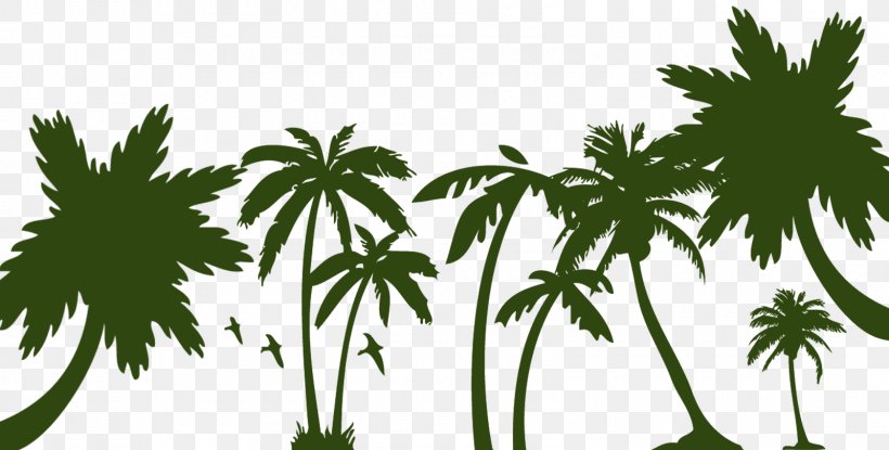 Arecaceae Sago Palm Tree, PNG, 1600x810px, Arecaceae, Arecales, Branch, Cannabis, Cycad Download Free