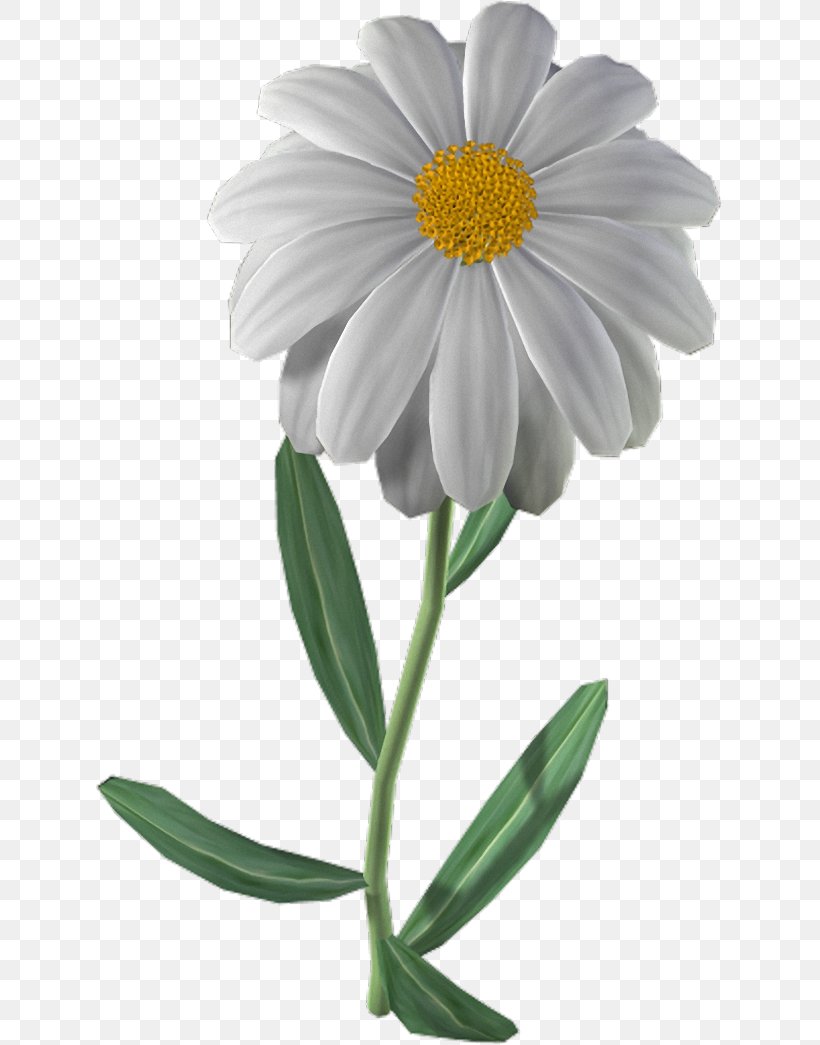 Common Daisy Oxeye Daisy Chrysanthemum ×grandiflorum Chamomile Daisy Family, PNG, 627x1045px, Common Daisy, Argyranthemum, Aster, Chamomile, Chrysanthemum Download Free