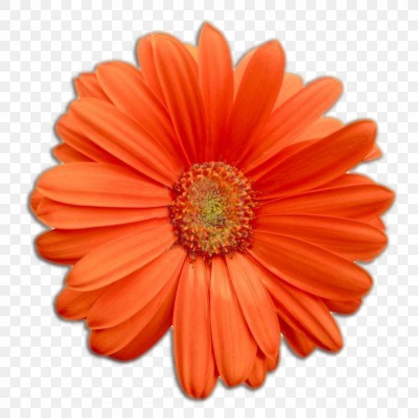 Flower Transvaal Daisy Clip Art, PNG, 1200x1200px, Flower, Cut Flowers, Daisy Family, Flowering Plant, Free Content Download Free