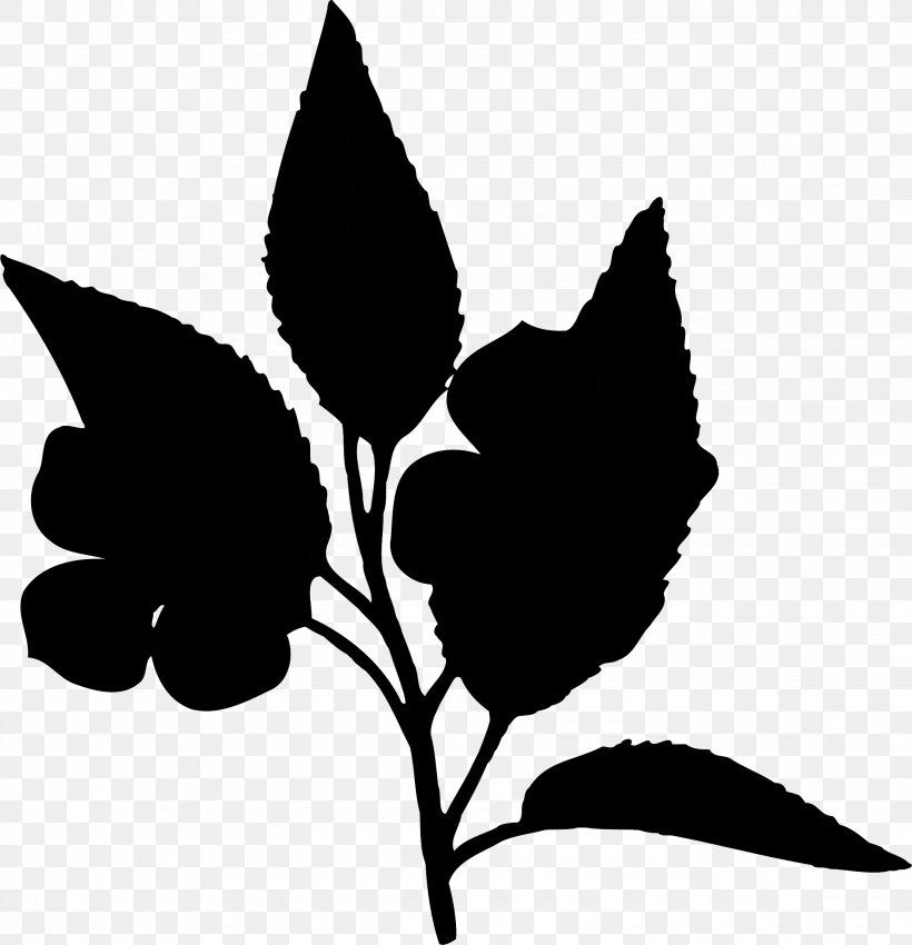 Flowering Plant Clip Art Flannel Flower Plant Stem, PNG, 2260x2344px, Flower, African Daisies, Blackandwhite, Botany, Flannel Flower Download Free