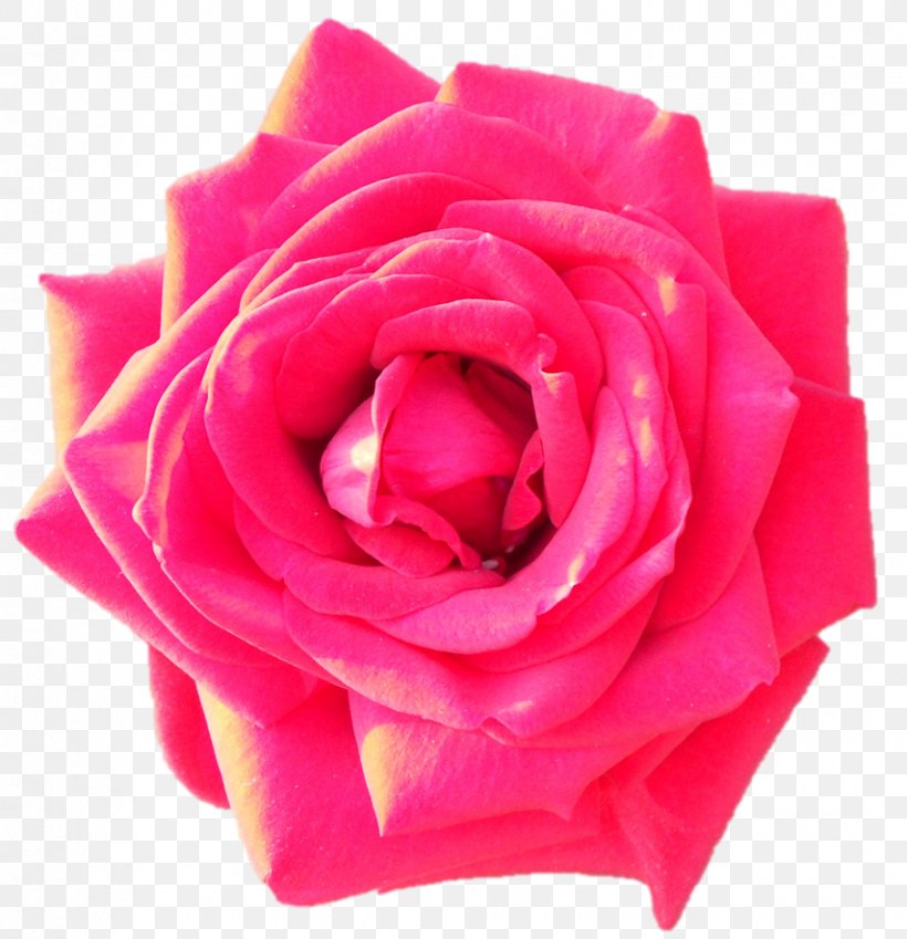 Garden Roses Cabbage Rose Floribunda Cut Flowers Petal, PNG, 855x886px, Garden Roses, Cabbage Rose, China Rose, Chinese Cuisine, Close Up Download Free
