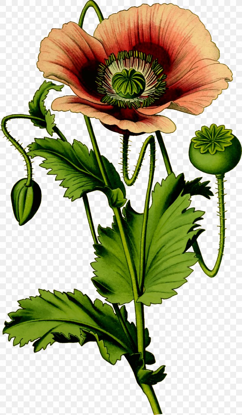 Opium Poppy Plant Common Poppy, PNG, 1399x2400px, Opium Poppy, Anemone, Annual Plant, Common Poppy, Cut Flowers Download Free
