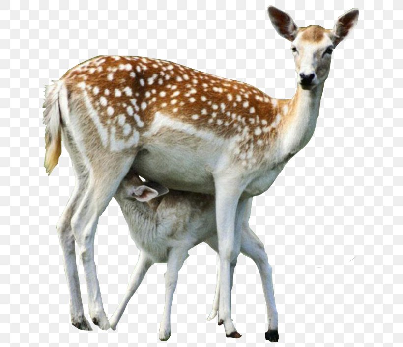 Red Deer Roe Deer, PNG, 684x708px, Red Deer, Animal, Antelope, Blog, Deer Download Free