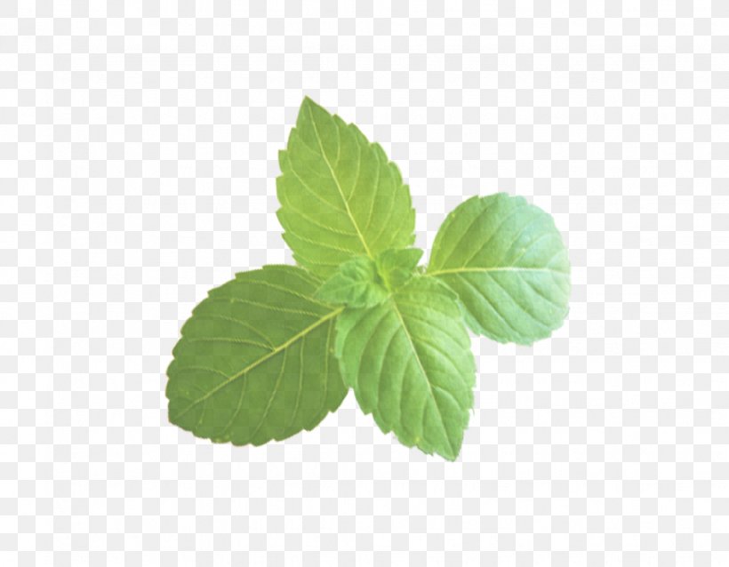 Leaf Plant Flower Mint Herb, PNG, 1028x800px, Leaf, Flower, Flowering Plant, Herb, Herbal Download Free