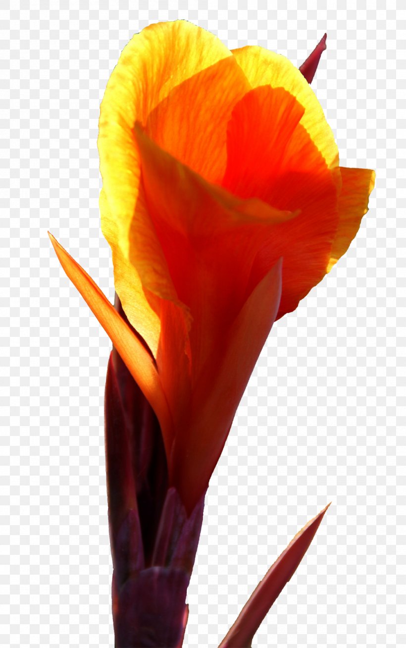 Petal Cut Flowers Flowering Plant, PNG, 1000x1596px, Petal, Cut Flowers, Flower, Flowering Plant, Orange Download Free