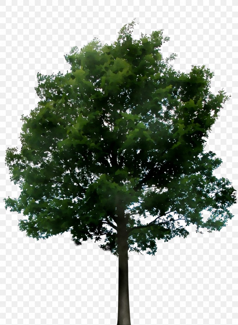 Transparency Tree Image Trunk, PNG, 1249x1710px, Tree, Alpha Compositing, Bark, Bonsai, California Live Oak Download Free