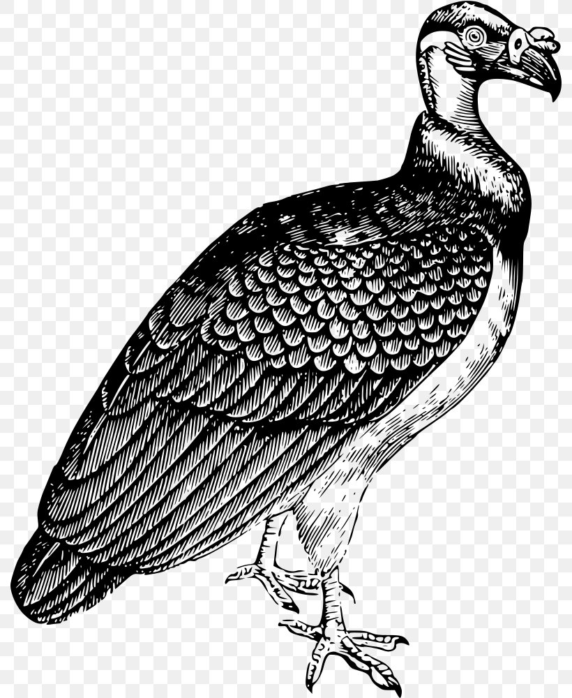 Turkey Vulture Drawing King Vulture Clip Art, PNG, 790x1000px, Turkey Vulture, Art, Beak, Bird, Bird Of Prey Download Free